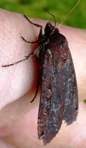 Noctua pronuba